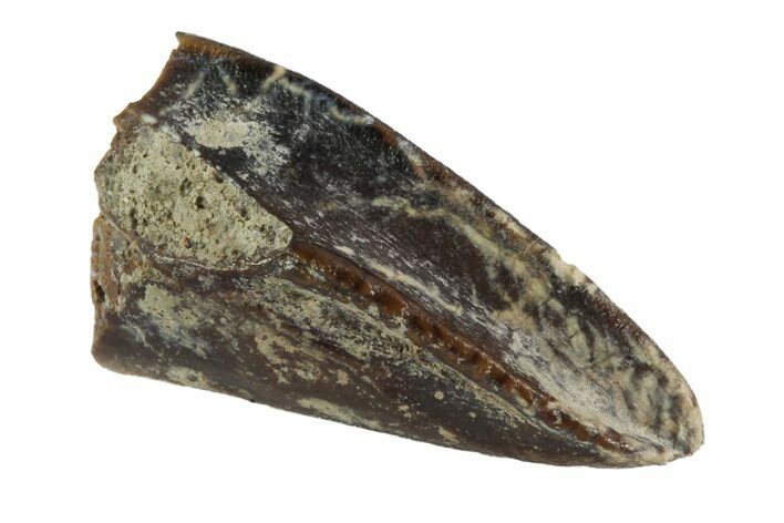Hadrosaur (Duck-Billed Dinosaur) Tooth - Montana #91379